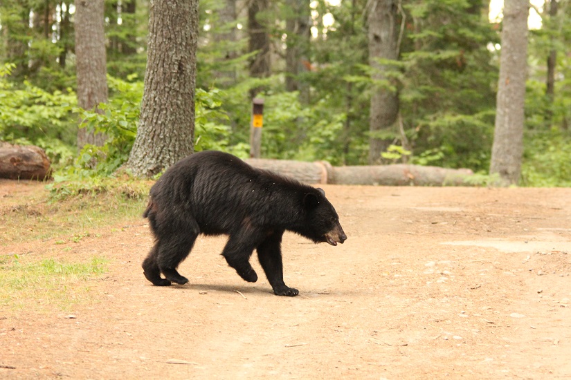 Black bear walking in campground.