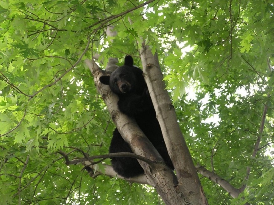 Bear looking down from high in tree.