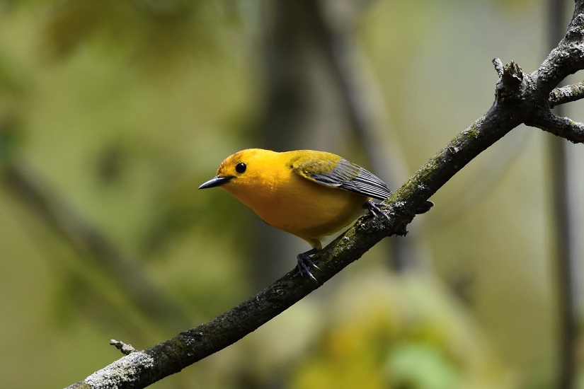 Yellow bird perched on a branch. 