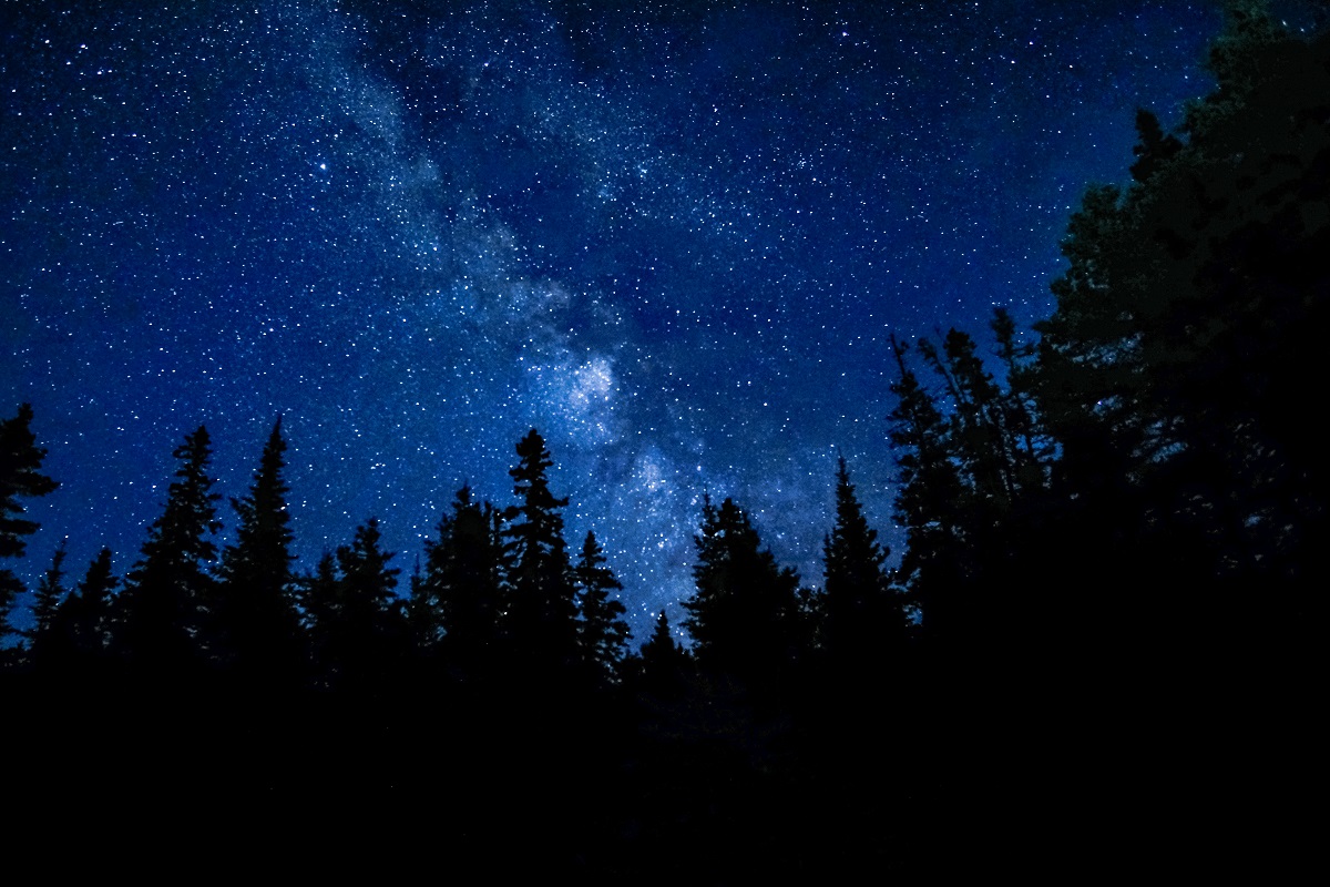 Stars over the trees in a dark sky.