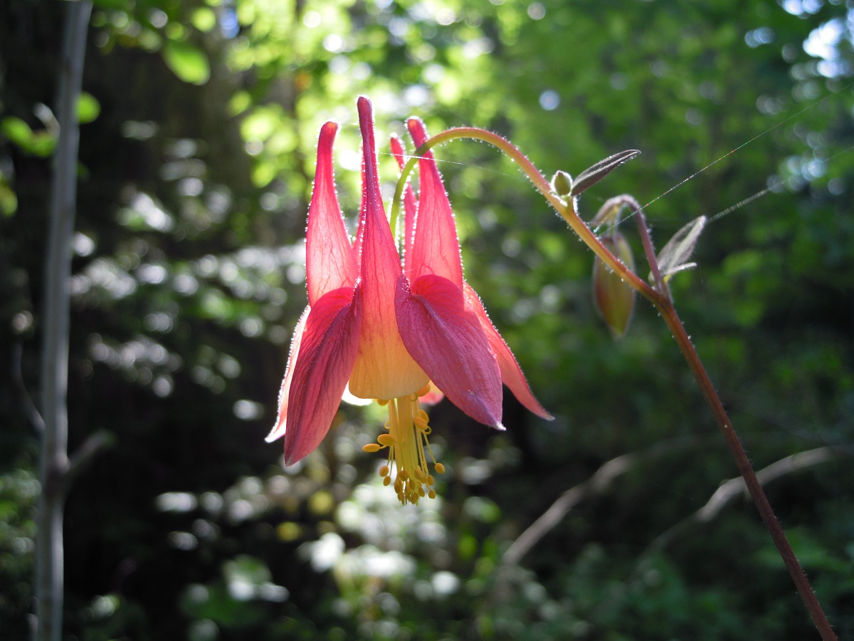 Red Columbine flower in forest