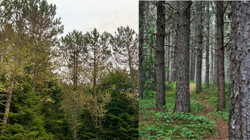 Collage of photos of tall trees in a forest. 