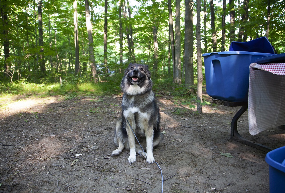 chien dans un emplacement de camping