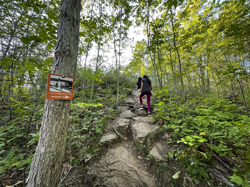 Two hiker climb rocky steps on trail in forest. 