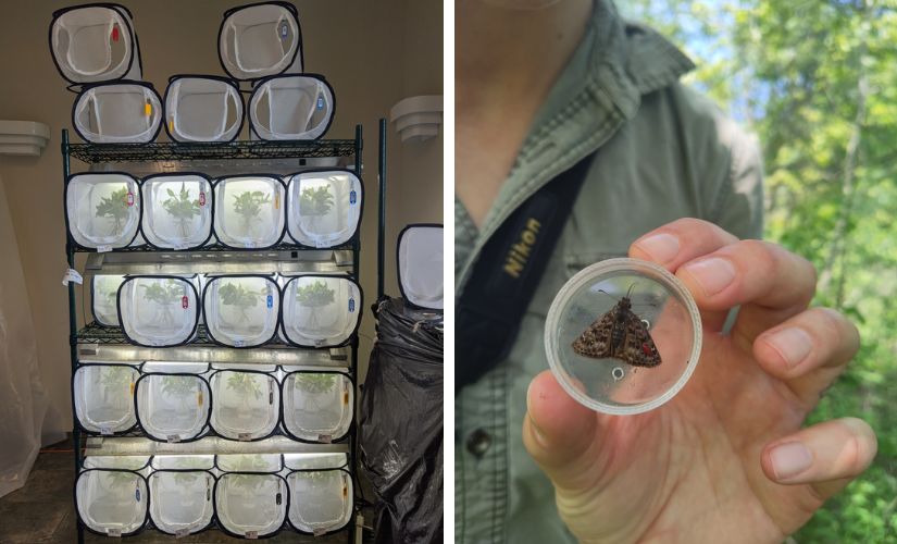 Left: butterflies being reared in captivity. Right: ecologist holding a butterfly before release. 
