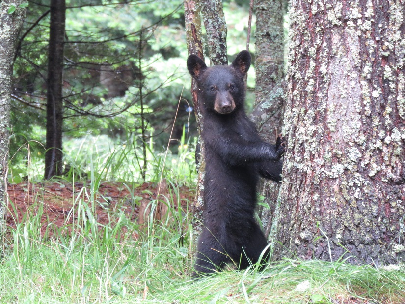 Black bear cub standing at base of tree.