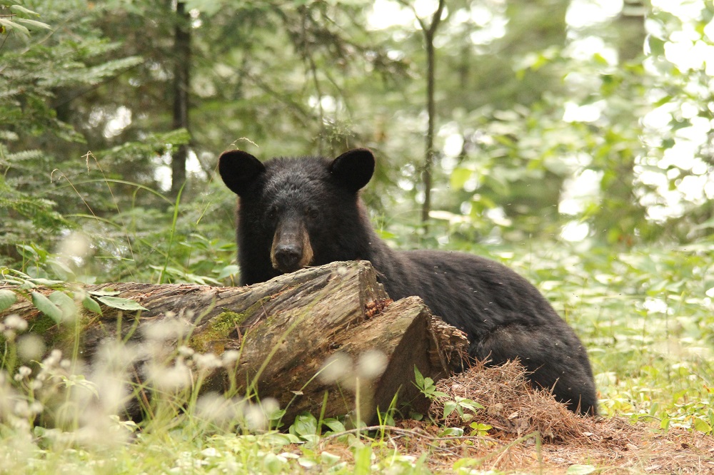 black bear resting behind log