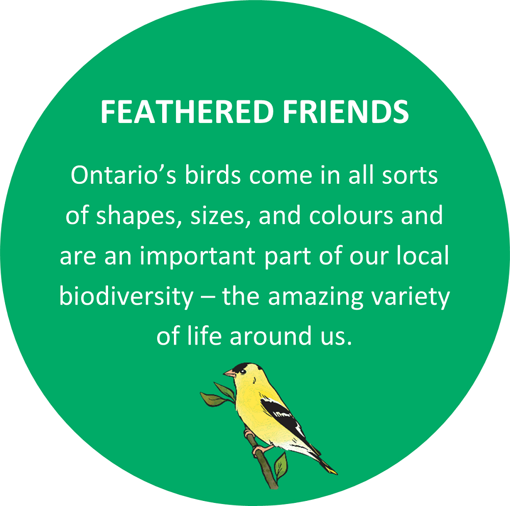 Text: FEATHERED FRIENDS How many birds have you seen or heard in the park? Ontario’s birds come in all sorts of shapes, sizes, and colours and are an important part of our local biodiversity – the amazing variety of life around us. 