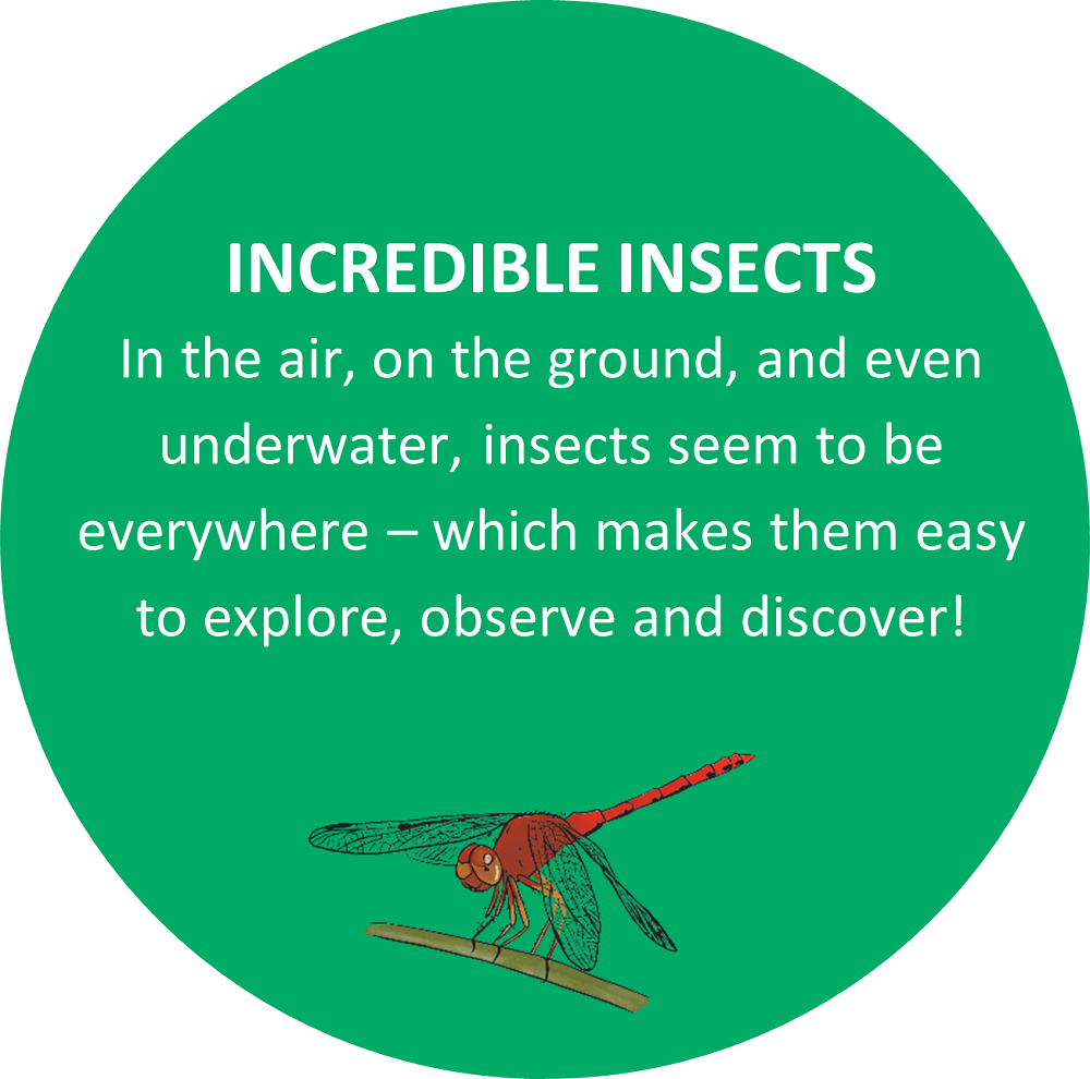 Text: INCREDIBLE INSECTS In the air, on the ground, and even underwater, insects seem to be everywhere – which makes them easy to explore, observe and discover! 