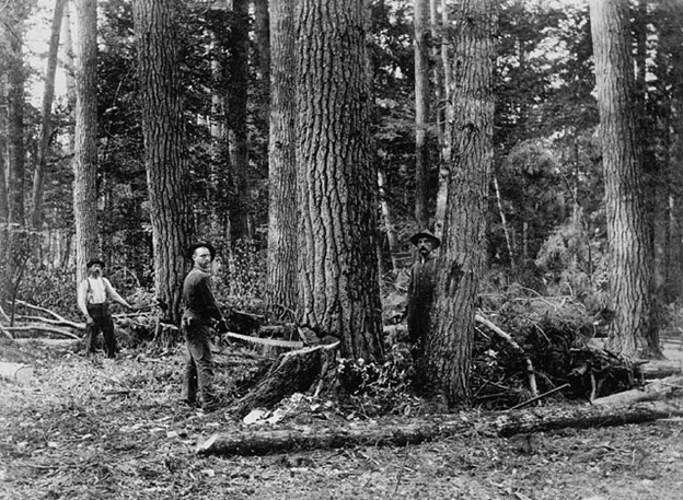 photo ancienne d’hommes sciant un arbre