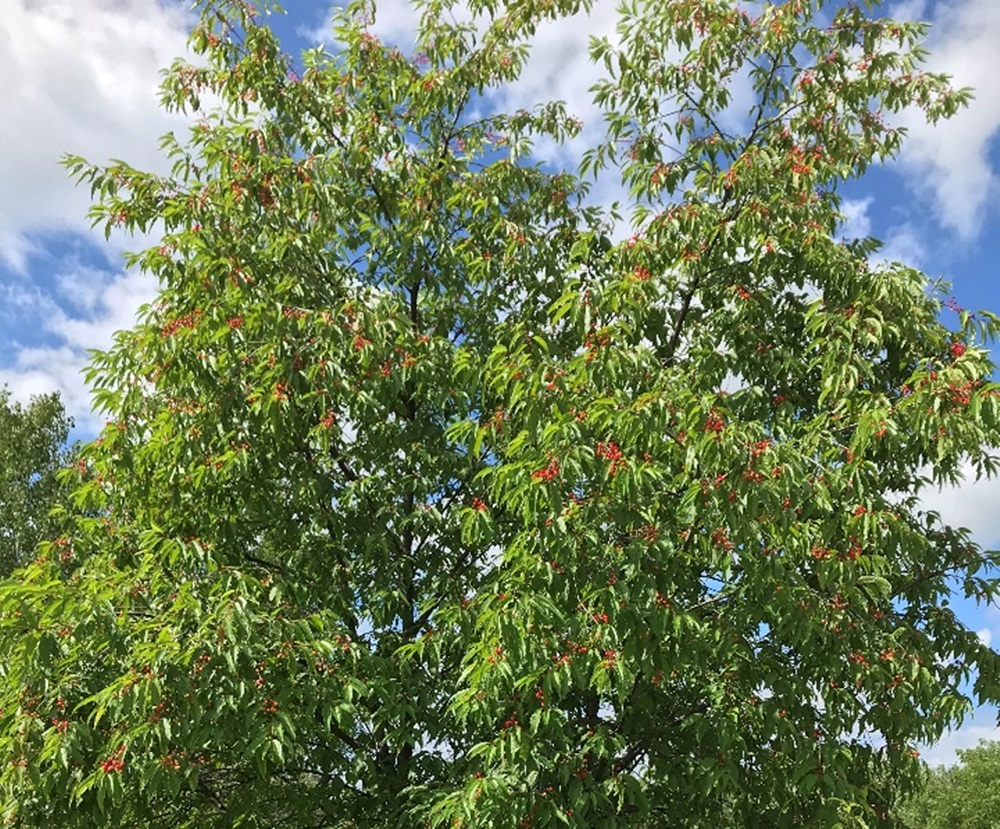 Pin Cherry Tree