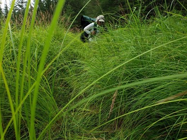 A person portaging through very tall grass