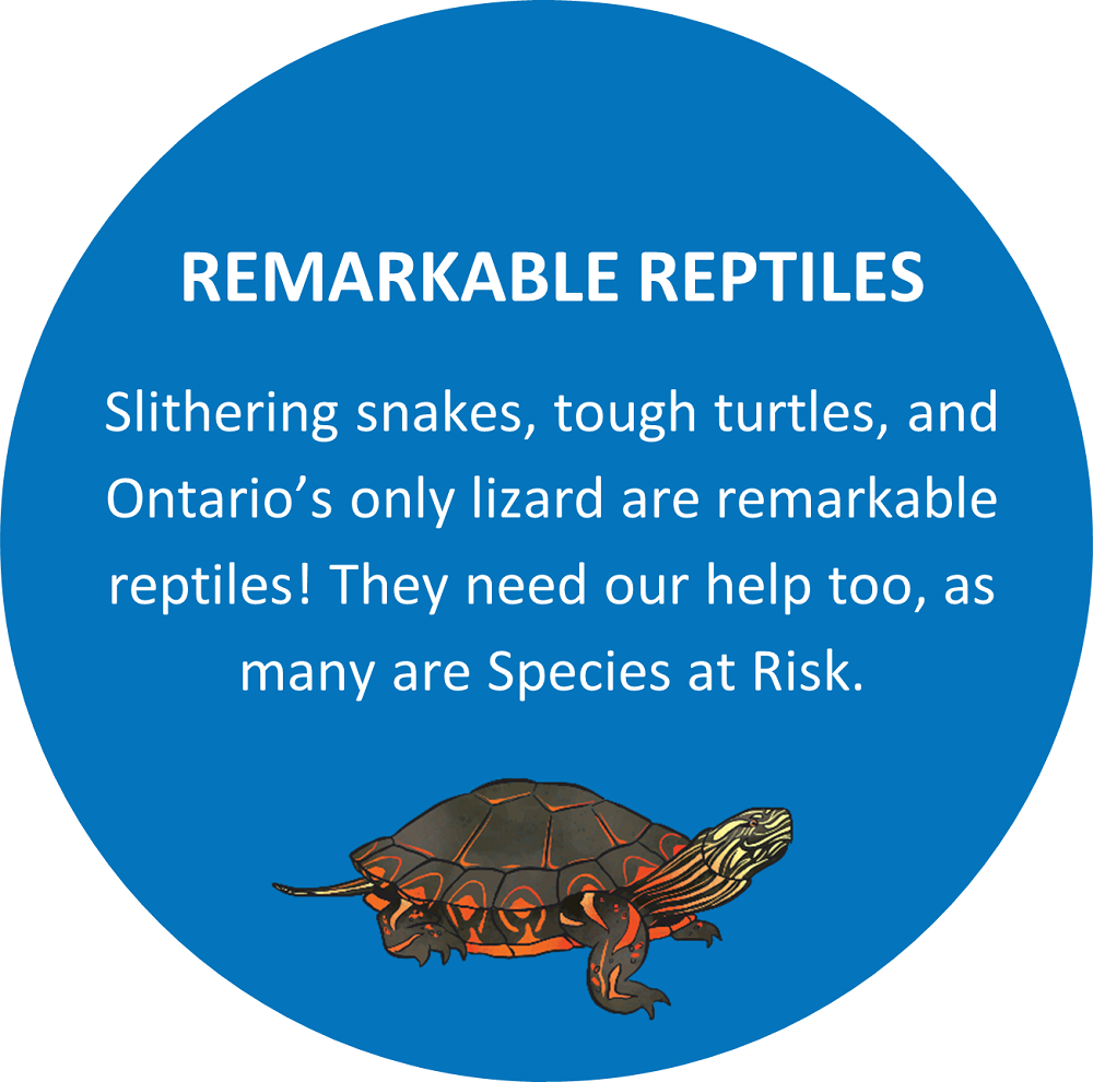 Text: REMARKABLE REPTILES Slithering snakes, tough turtles, and Ontario’s only lizard are remarkable reptiles! They need our help too, as many are Species at Risk. 