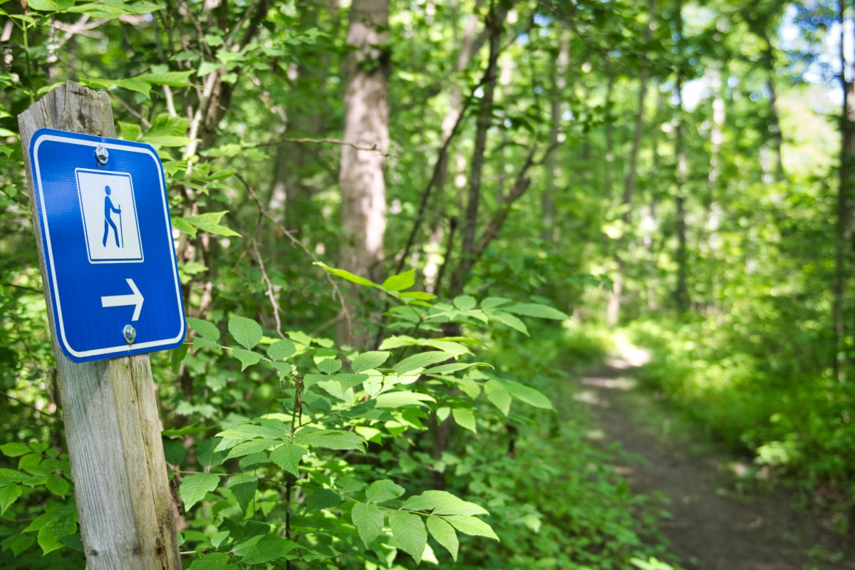 A trail leading through a lush, green forest. On the left, there is a blue trail marker on a post.