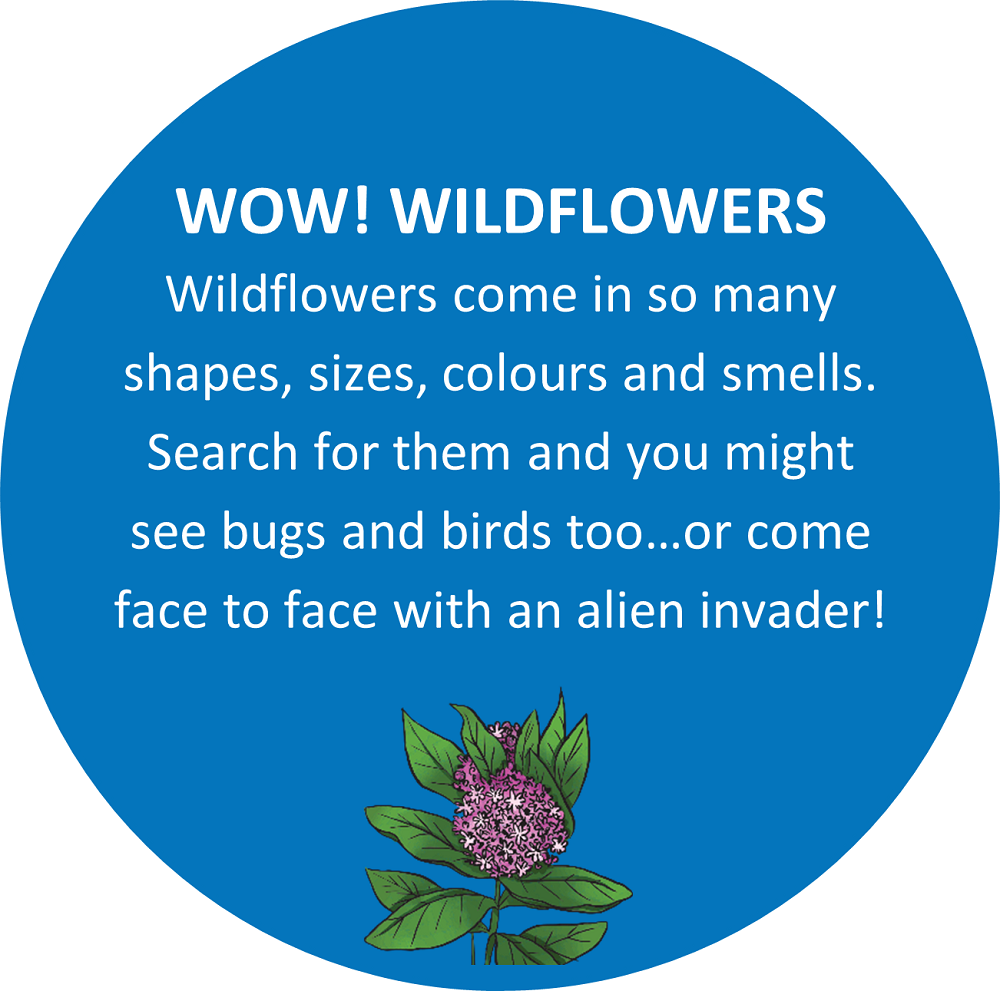 Text: WOW! WILDFLOWERS Wildflowers come in so many shapes, sizes, colours and smells. Search for them and you might see bugs and birds too…or come face to face with an alien invader! 