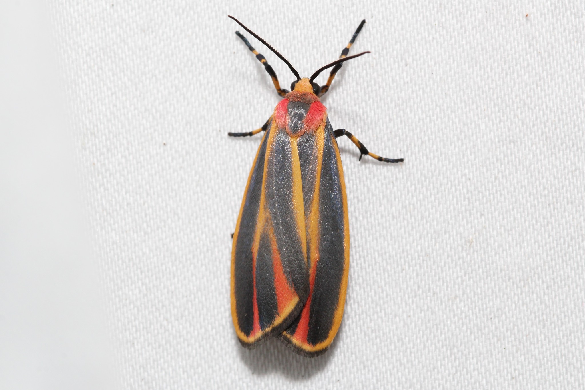 A smooth moth with red, orange and black striped wings, resting on a paper towel.