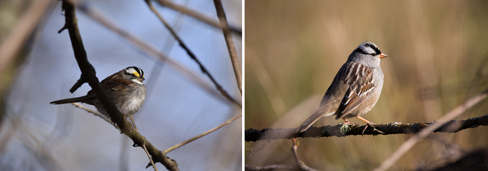 Left: White-throated Sparrow . Right: White-crowned Sparrow 