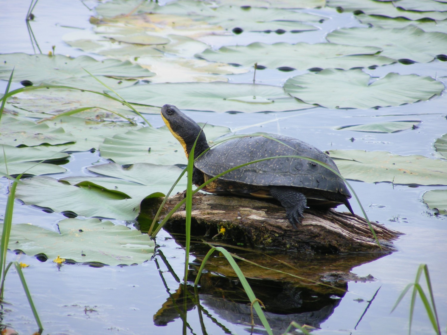 A turtle perched on a small rock that is surrounded by water, lily pads and reeds.