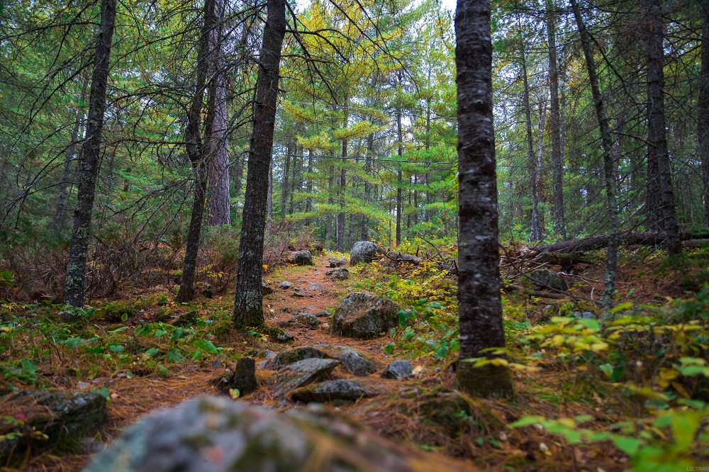 Fall hike through the forest surrounded by rocks.