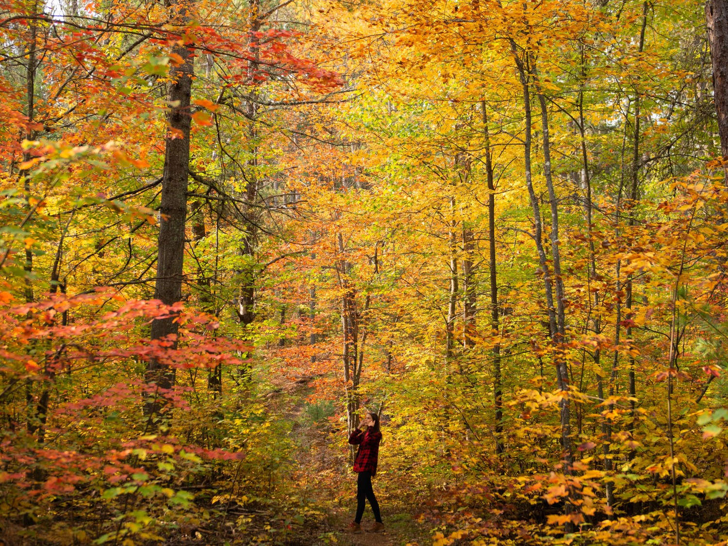 A person standing on a hiking trail in the mid-distance. They are surrounded by tall trees whose leaves have changes to red, orange and yellow.