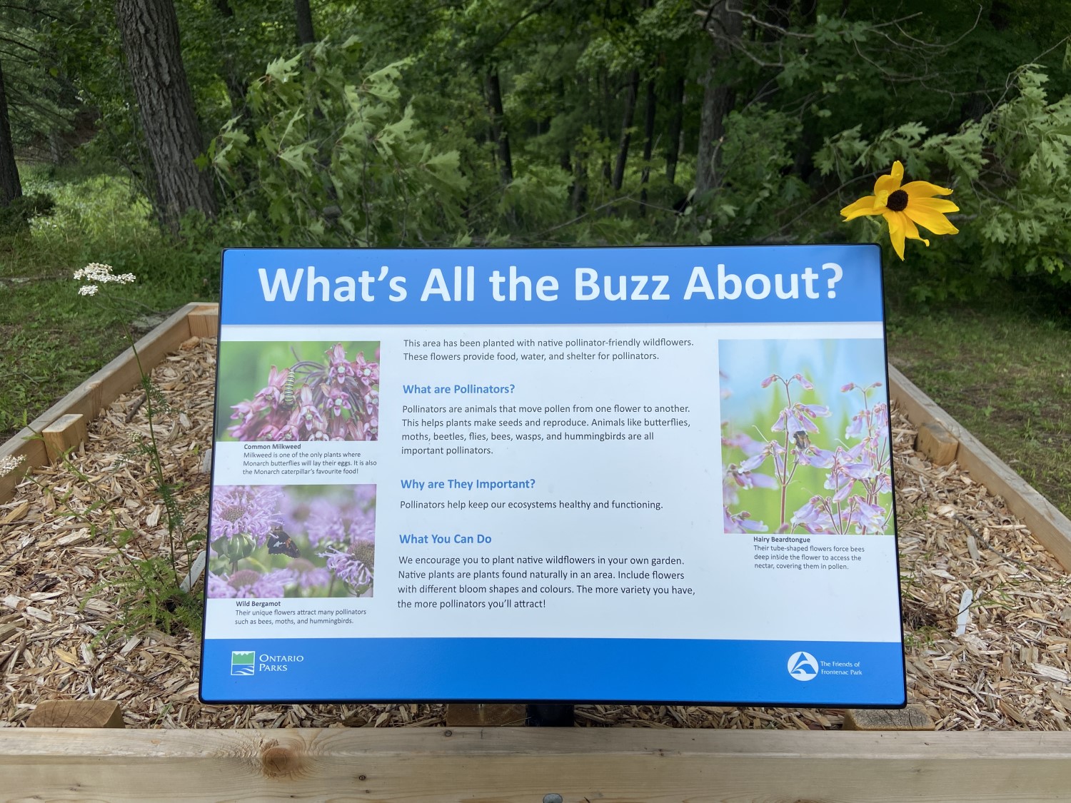 A plaque in a raised garden bed. The title on the plaque reads: What's All the Buzz About? And features pictures of native plants and an explanation of why they were planted.
