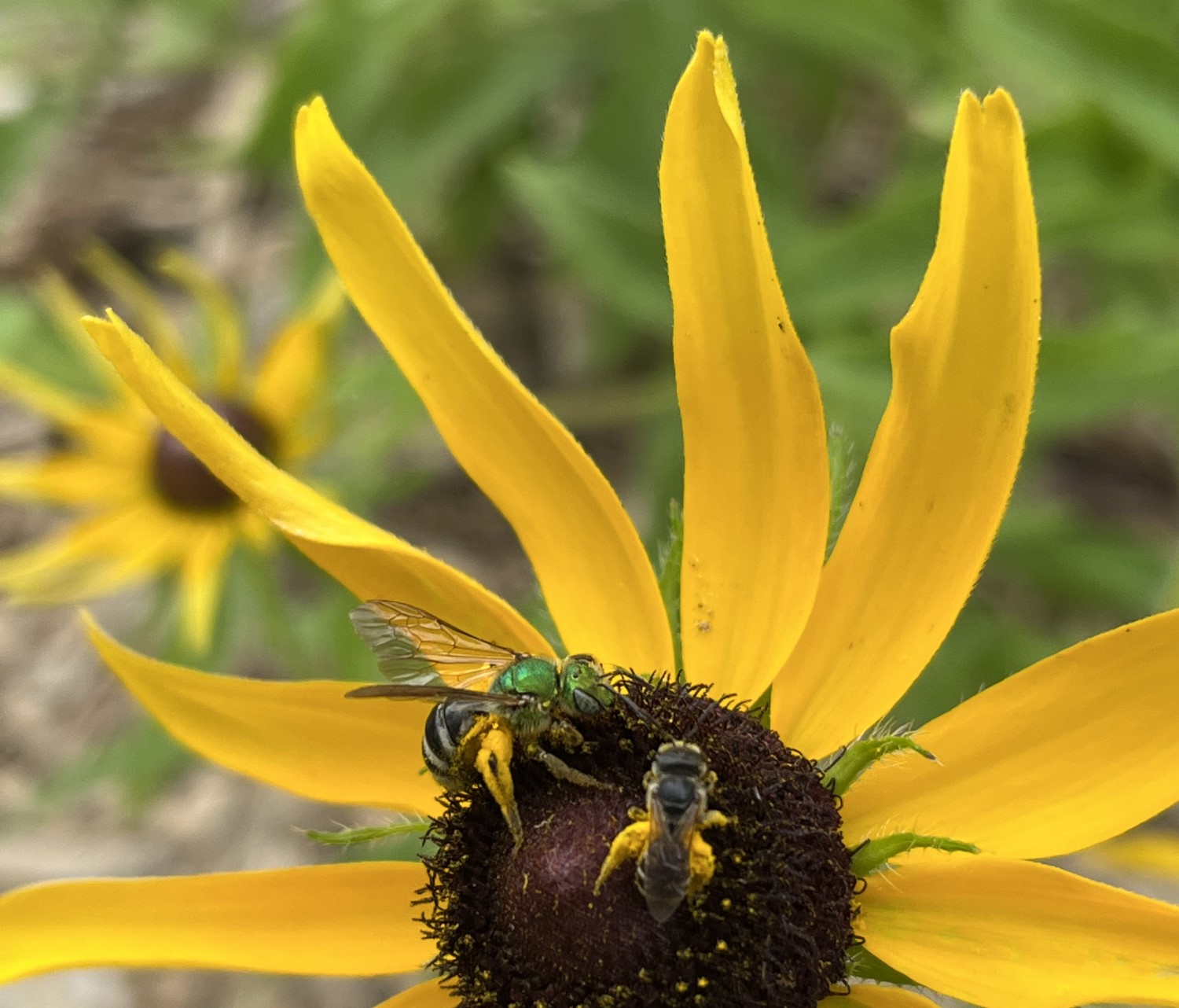 Two small bees perched on the centre of a black-eyed Susan