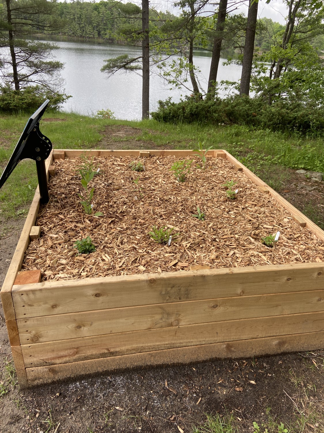 A raised garden bed made out of wood with three rows of small plants surrounded by mulch.
