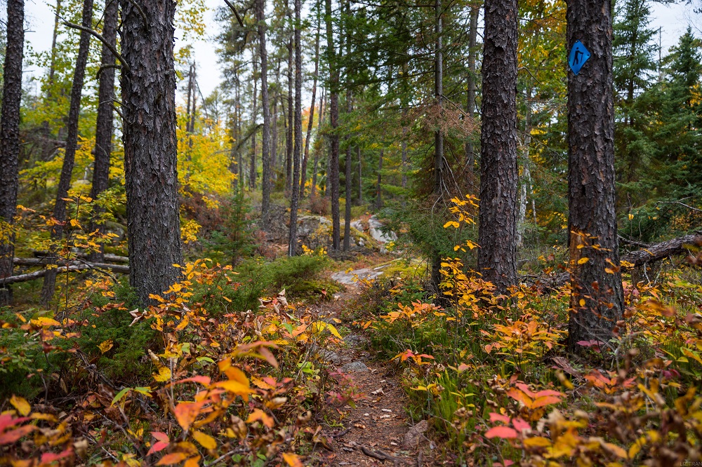 Sentier dans les bois entouré de couleurs d’automne
