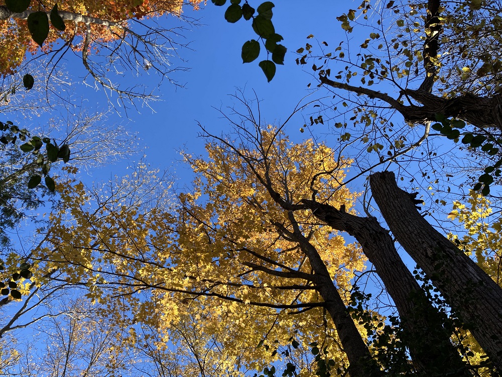 couvert forestier aux couleurs d’automne