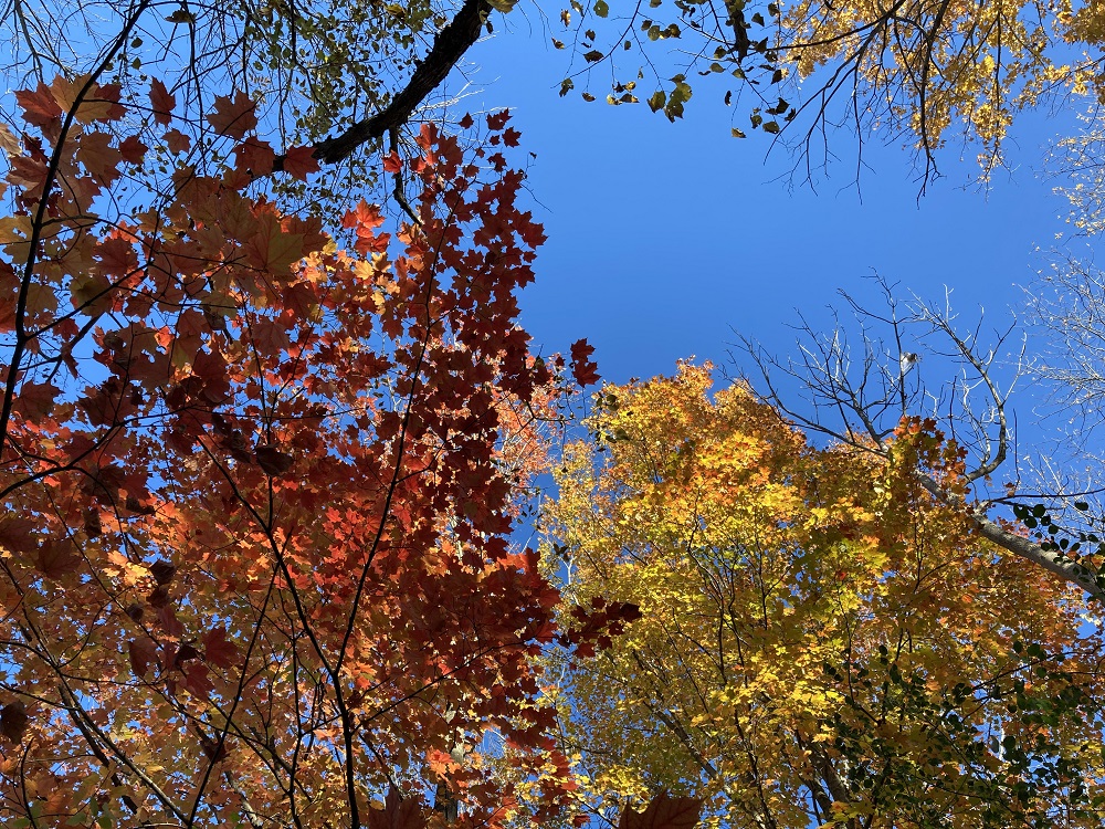 couvert forestier aux couleurs d’automne