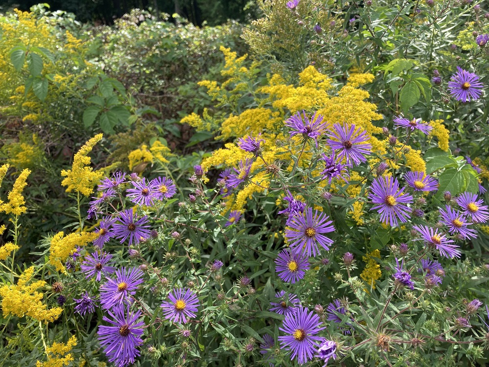 goldenrod and asters
