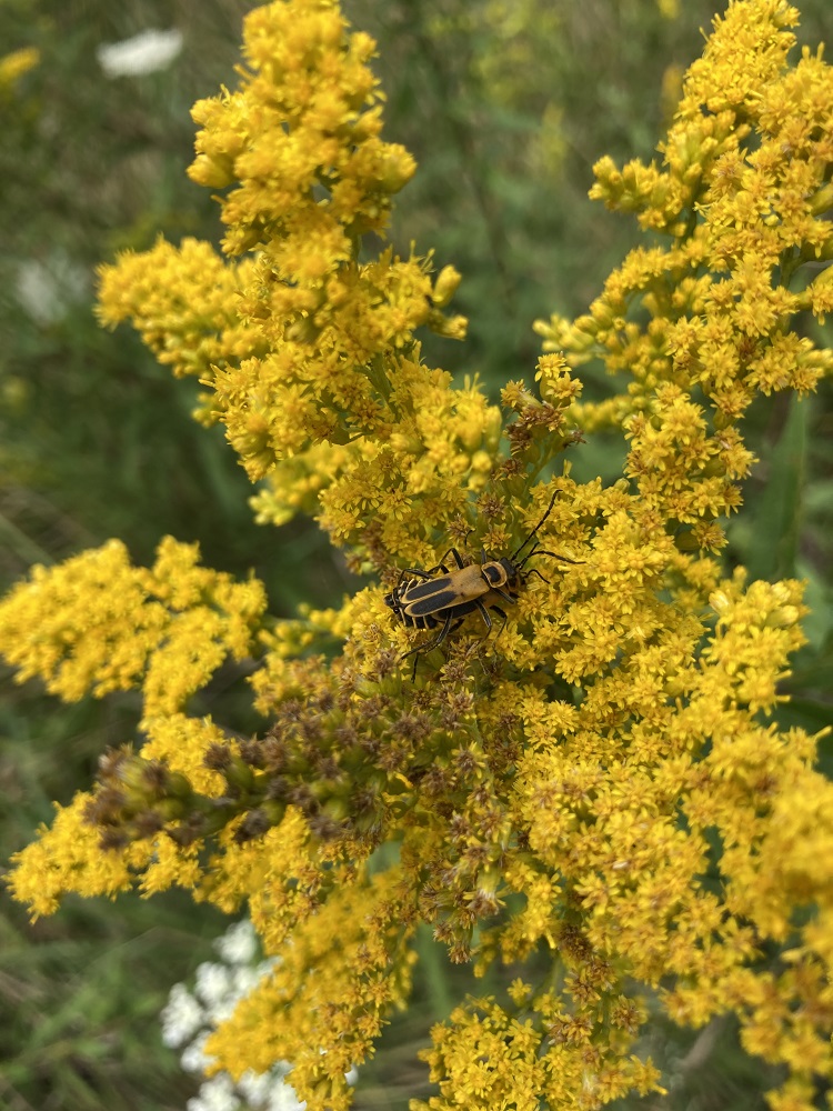 A goldenrod Soldier Beetle