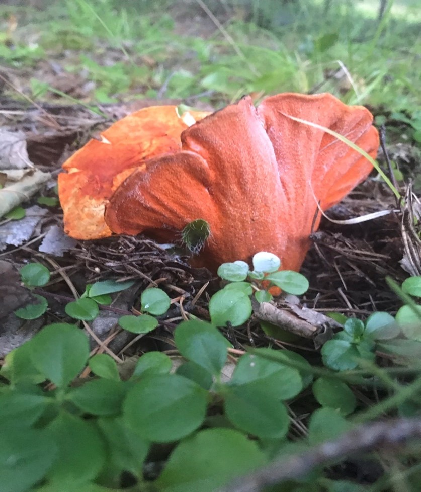 A ruffled orange mushroom growing up through black soil with clover in the foreground.