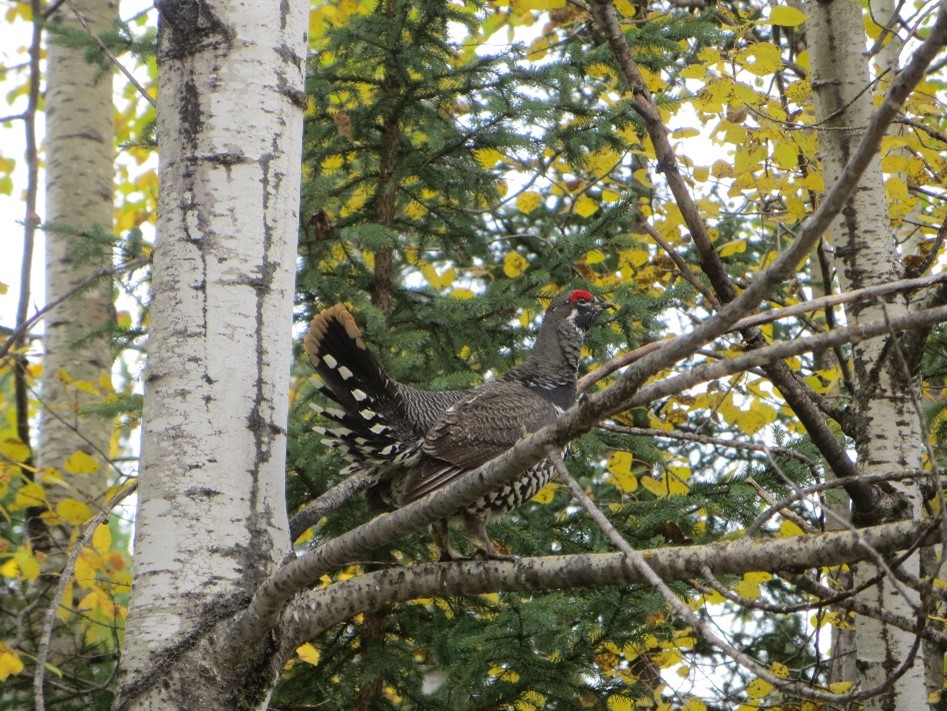 A bird perched in a birch tree whose leaves have turned yellow