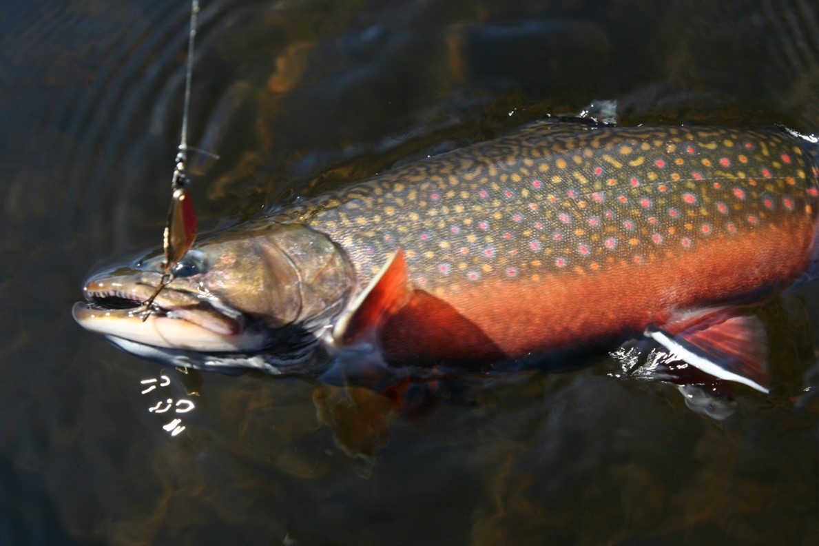 A trout with a red belly at the top of the water, caught on a fishing hook