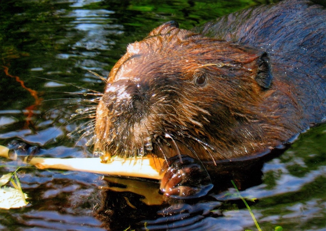 A beaver gnawing on a small piece of wood in the water