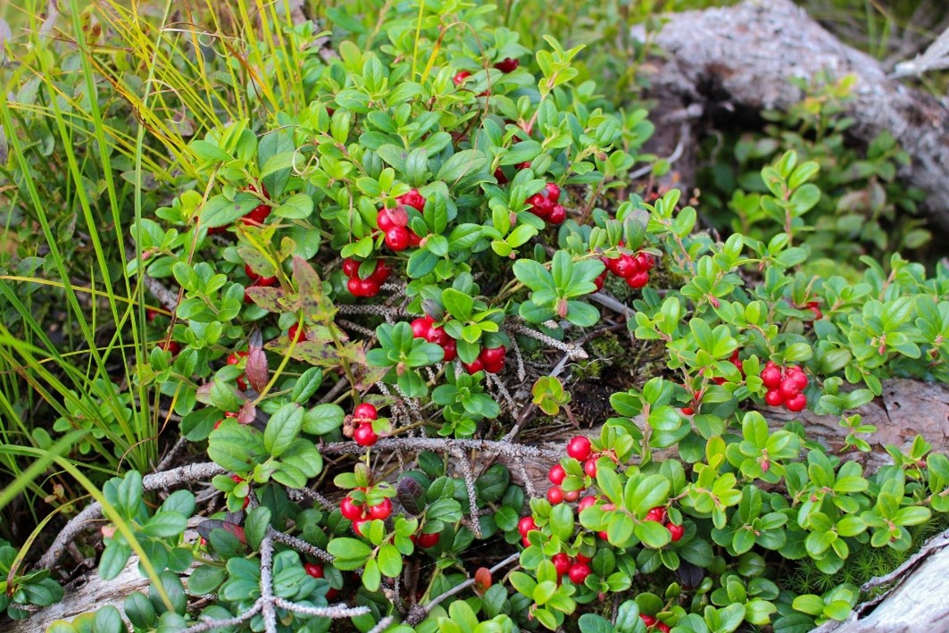 A low-lying green bush with bright red berries