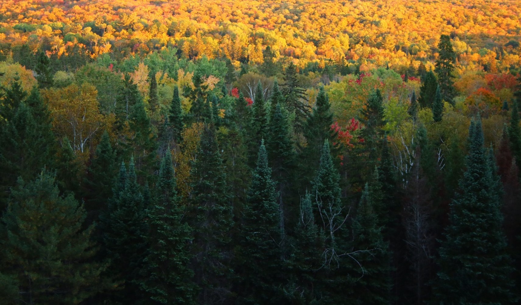 view of fall colours in forest