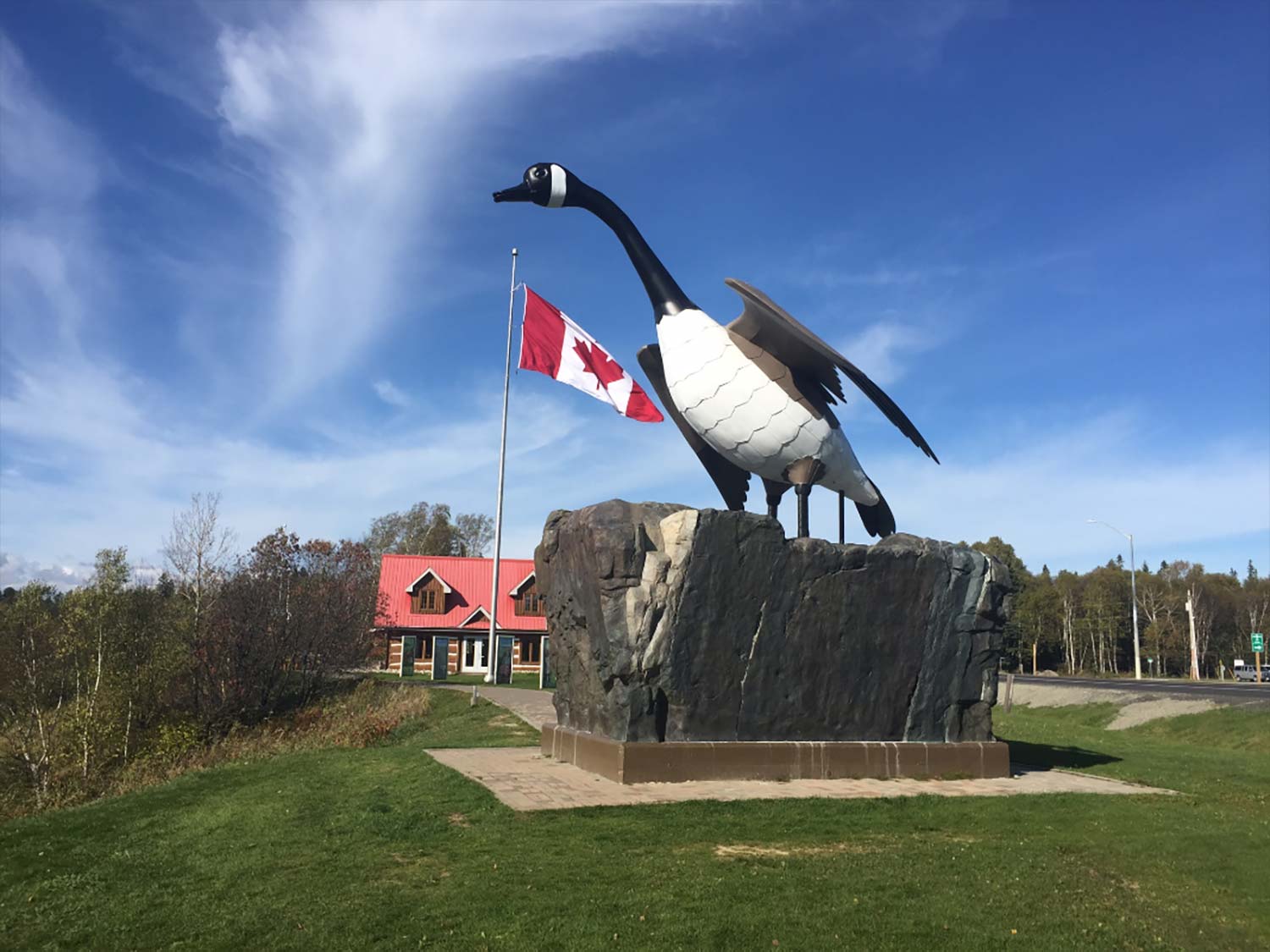 large canadian goose