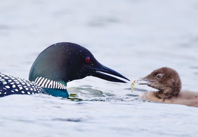 An adult loon and a baby loon in the water. The baby is holding food in its beak.