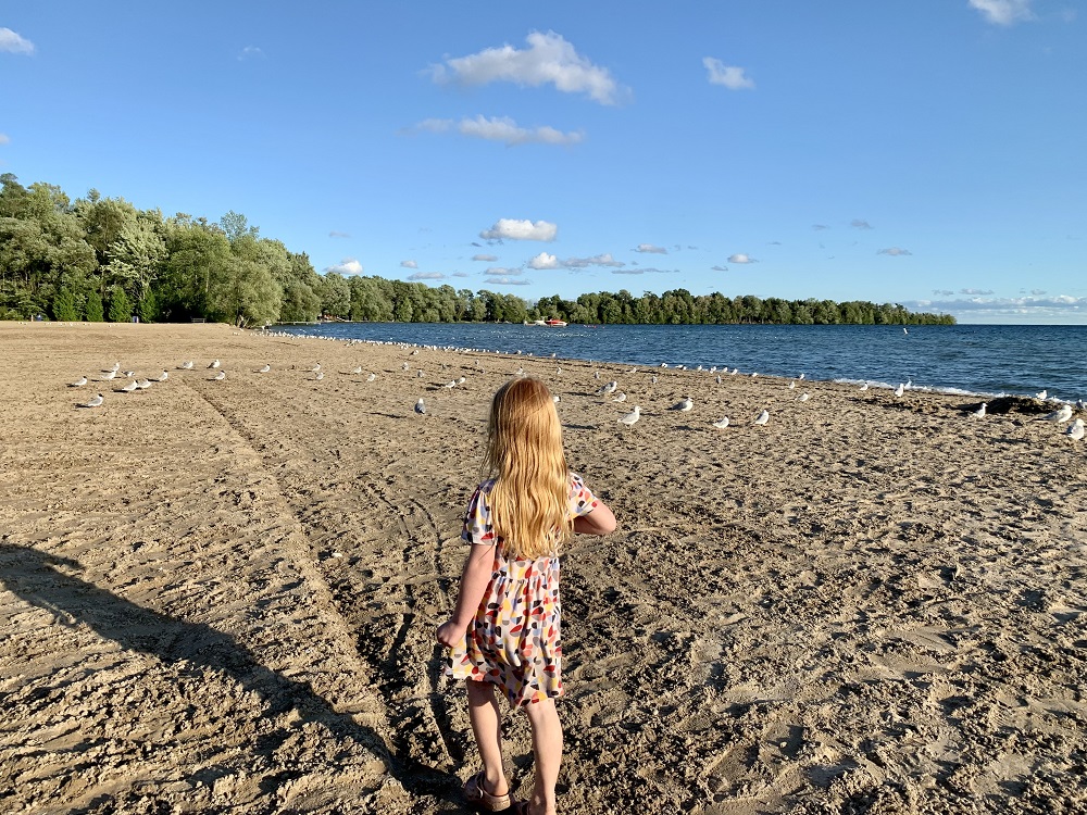 child walking on beach with gulls