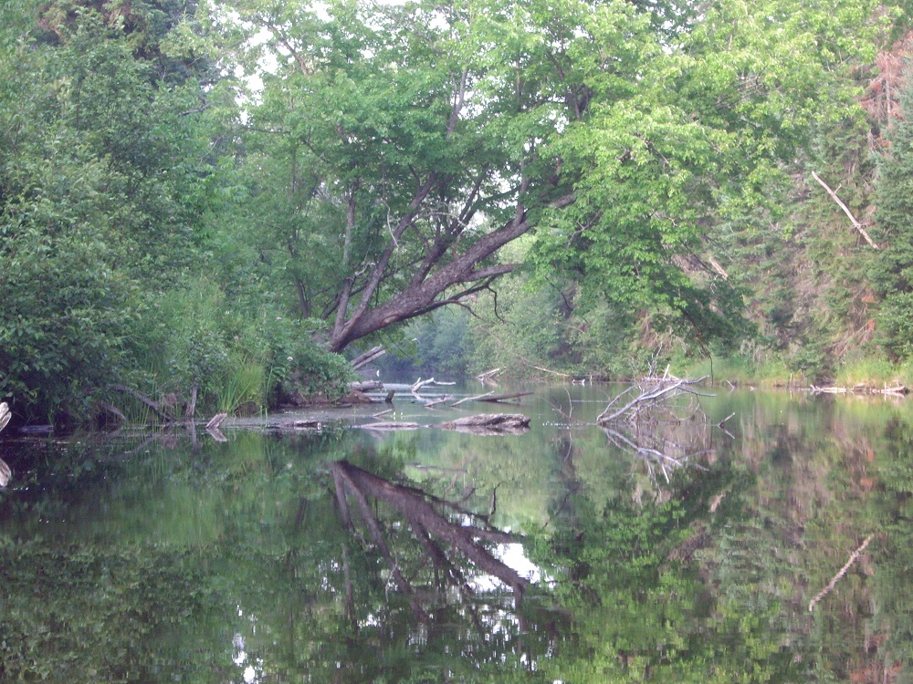 Vue d’un arbre se reflétant dans l’eau