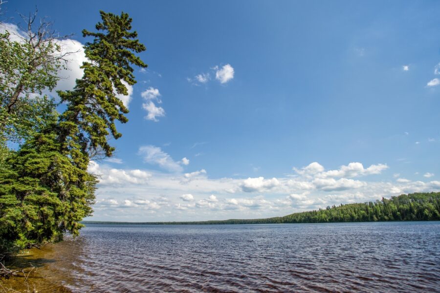 Un grand arbre à feuilles caduques sur la rive, penché au-dessus d’un lac d’eau claire par une journée ensoleillée.