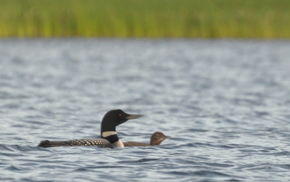 loon and chick