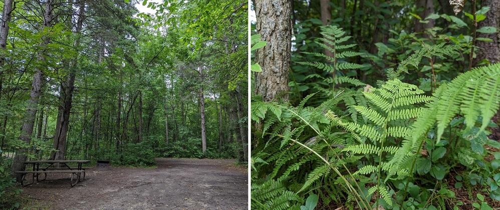 collage of campsite and ferns