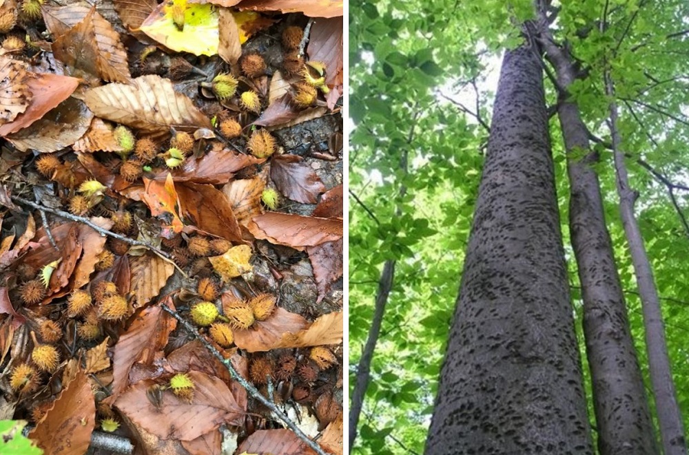 beech nuts and beech forest pic