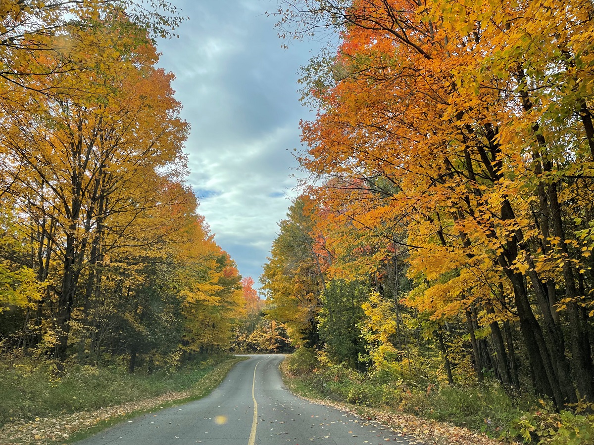 Fall foliage along park road