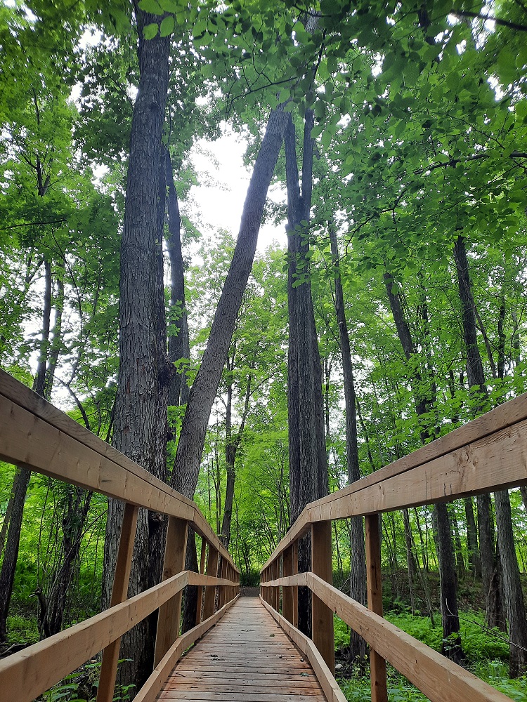 A wooden boardwalk leading through a forest