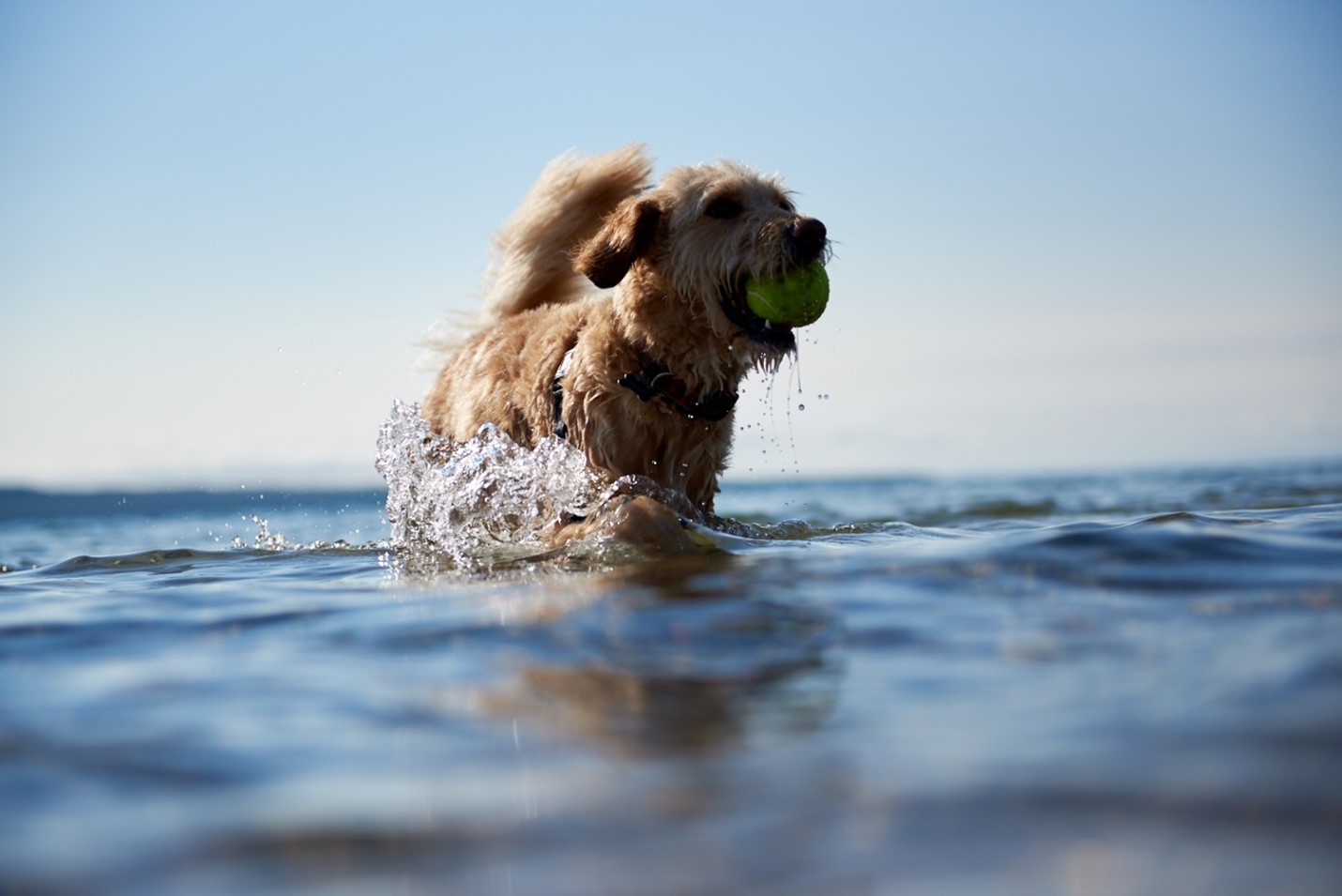dog in lake