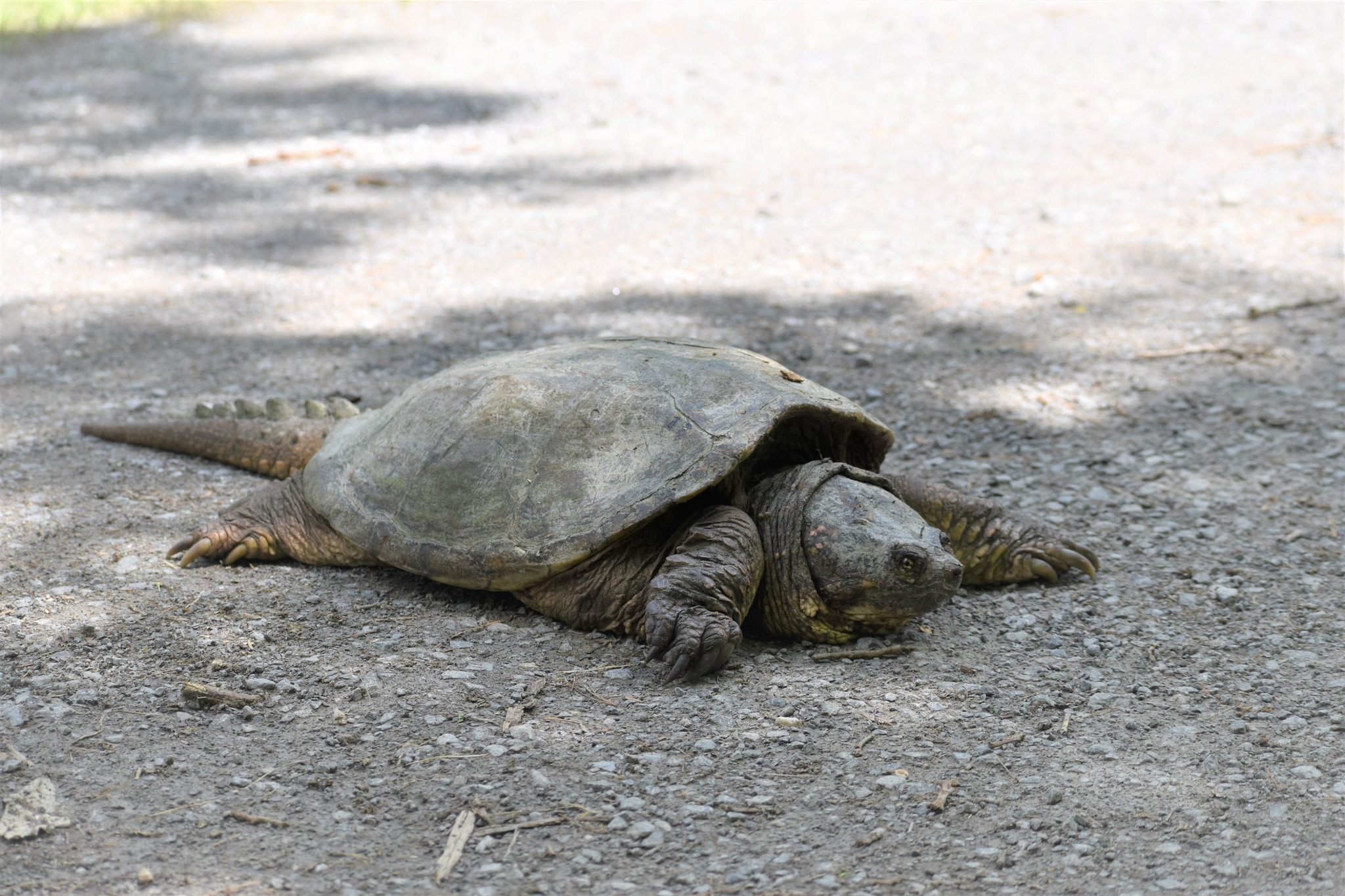 turtle on road